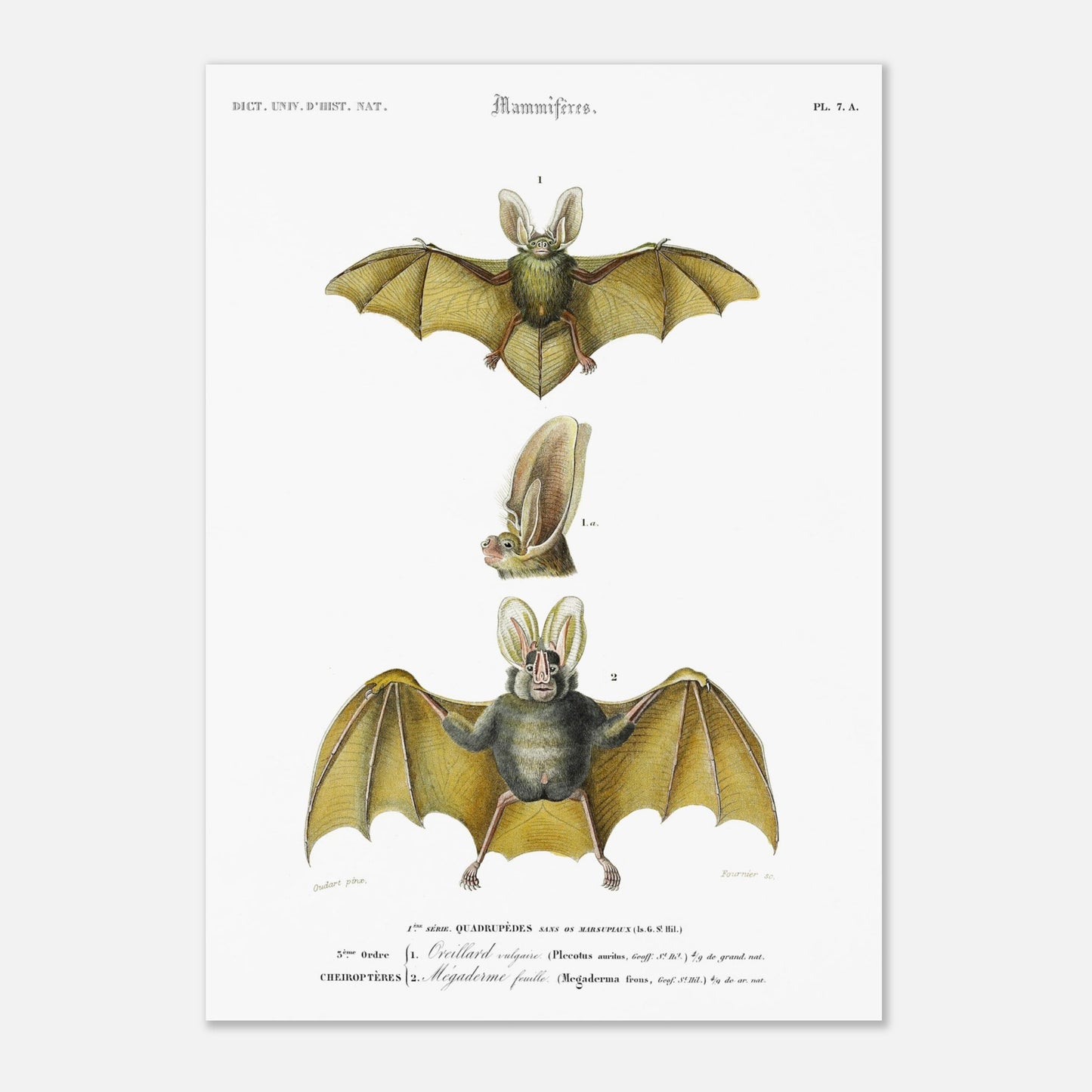 Planche de chiroptères : Oreillard vulgaire par Charles d'Orbigny (29,7x42 cm (A3)). Planche naturaliste présentant deux chauves-souris et un détail de leur tête, avec des numérotations et des légendes en français.