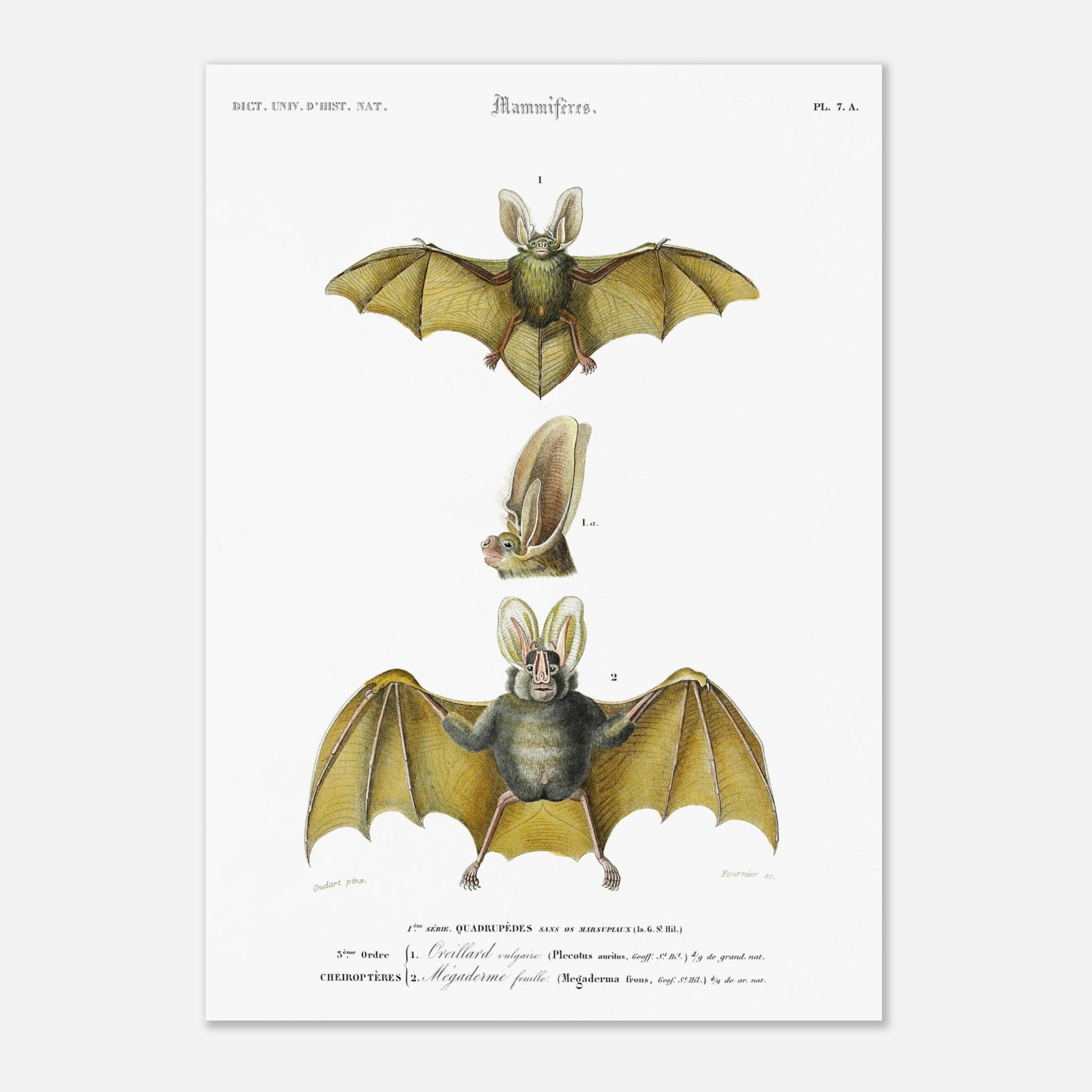 Planche de chiroptères : Oreillard vulgaire par Charles d'Orbigny (29,7x42 cm (A3)). Planche naturaliste présentant deux chauves-souris et un détail de leur tête, avec des numérotations et des légendes en français.