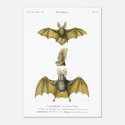 Planche de chiroptères : Oreillard vulgaire par Charles d'Orbigny (29,7x42 cm (A3)). Planche naturaliste présentant deux chauves-souris et un détail de leur tête, avec des numérotations et des légendes en français.