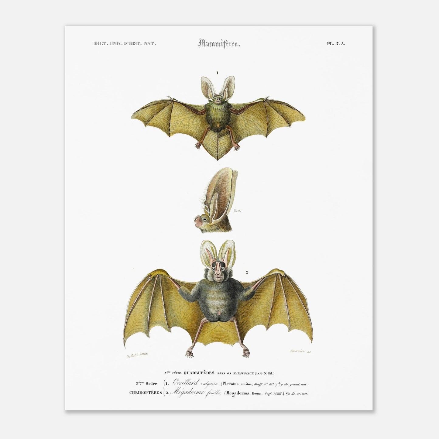 Planche de chiroptères : Oreillard vulgaire par Charles d'Orbigny (40x50 cm). Planche naturaliste présentant deux chauves-souris et un détail de leur tête, avec des numérotations et des légendes en français.