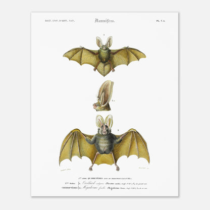 Planche de chiroptères : Oreillard vulgaire par Charles d'Orbigny (40x50 cm). Planche naturaliste présentant deux chauves-souris et un détail de leur tête, avec des numérotations et des légendes en français.