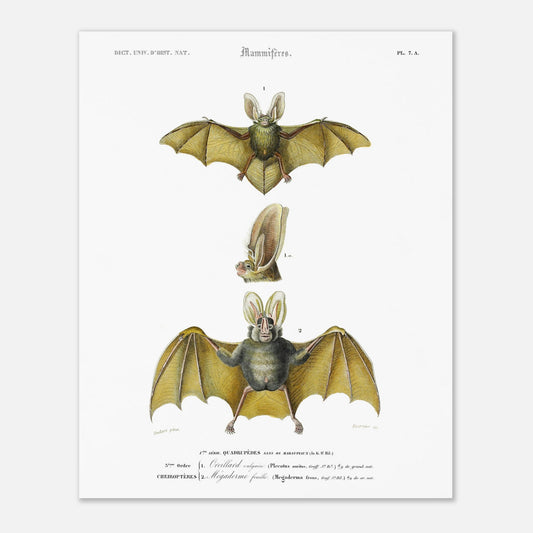 Planche de chiroptères : Oreillard vulgaire par Charles d'Orbigny (40x50 cm). Planche naturaliste présentant deux chauves-souris et un détail de leur tête, avec des numérotations et des légendes en français.