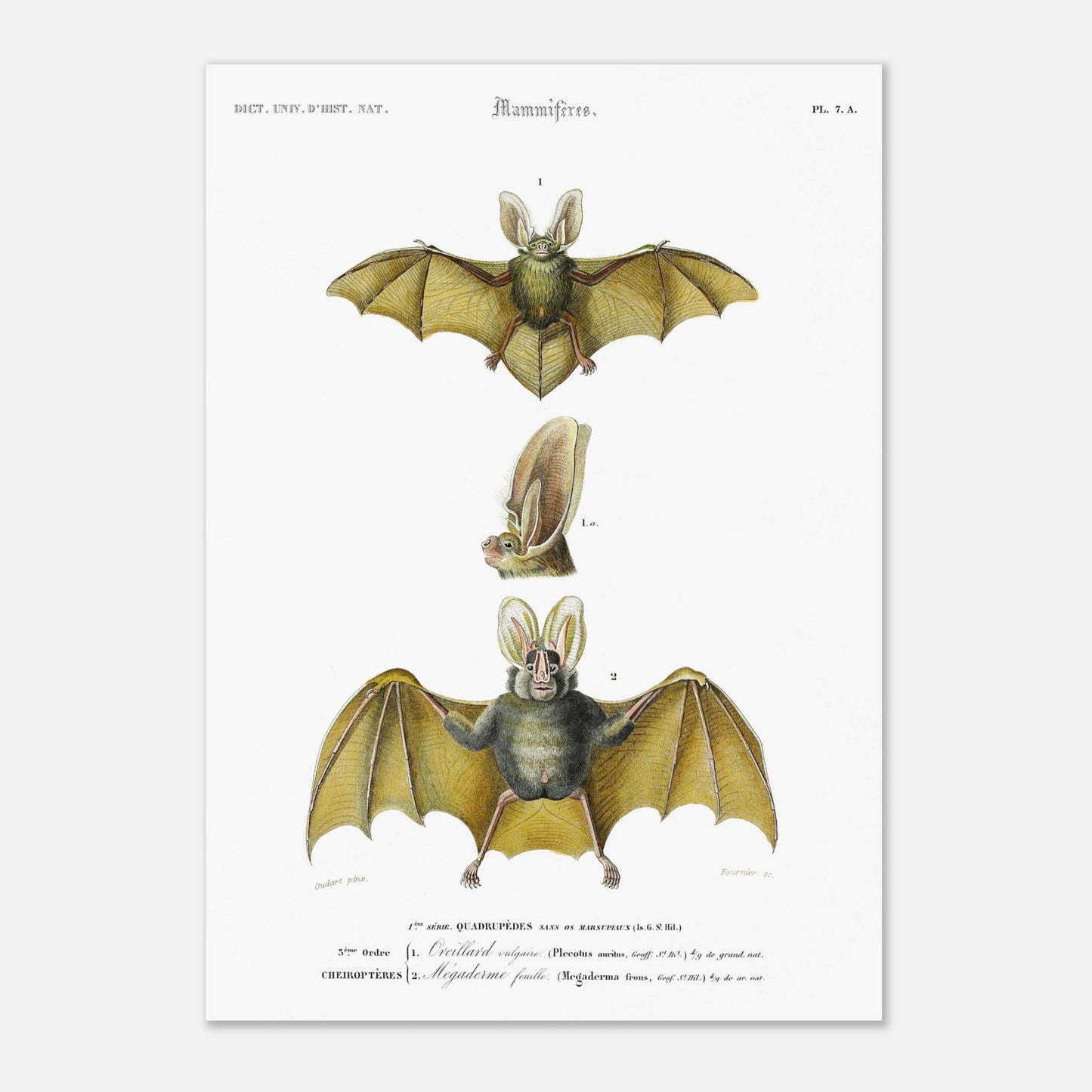 Planche de chiroptères : Oreillard vulgaire par Charles d'Orbigny (42x59,4 cm (A2)). Planche naturaliste présentant deux chauves-souris et un détail de leur tête, avec des numérotations et des légendes en français.
