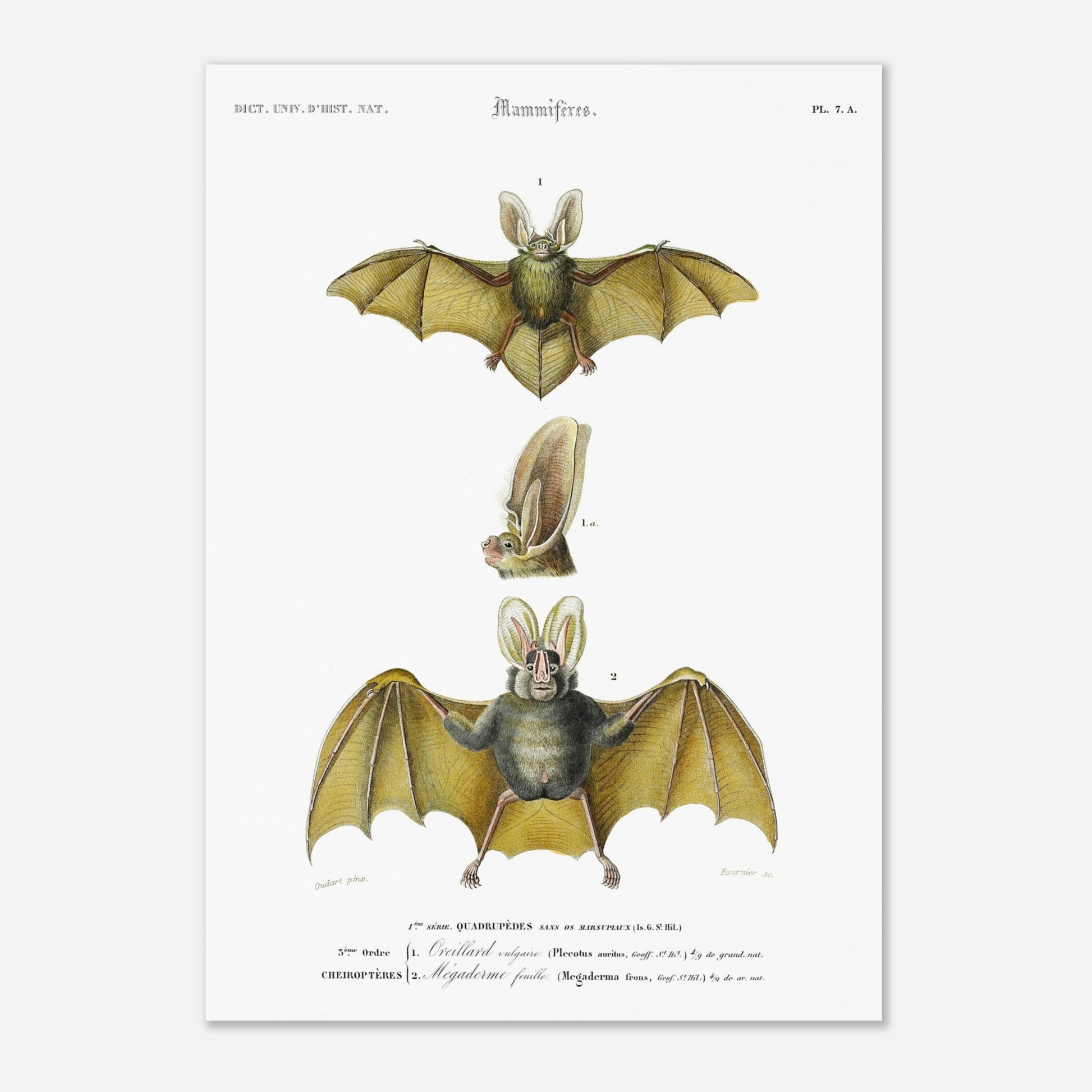 Planche de chiroptères : Oreillard vulgaire par Charles d'Orbigny (42x59,4 cm (A2)). Planche naturaliste présentant deux chauves-souris et un détail de leur tête, avec des numérotations et des légendes en français.