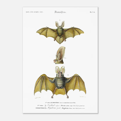 Planche de chiroptères : Oreillard vulgaire par Charles d'Orbigny (42x59,4 cm (A2)). Planche naturaliste présentant deux chauves-souris et un détail de leur tête, avec des numérotations et des légendes en français.