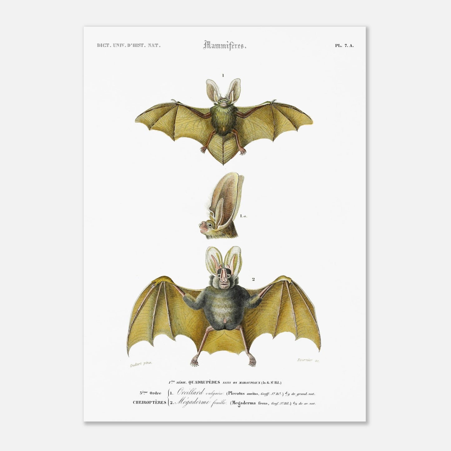 Planche de chiroptères : Oreillard vulgaire par Charles d'Orbigny (50x70 cm). Planche naturaliste présentant deux chauves-souris et un détail de leur tête, avec des numérotations et des légendes en français.