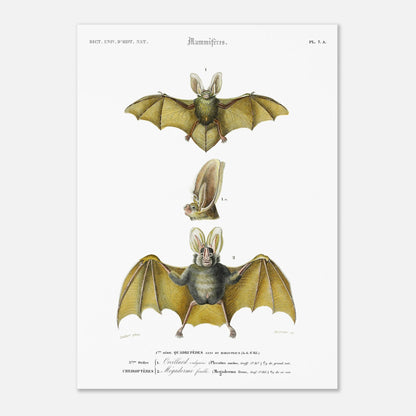 Planche de chiroptères : Oreillard vulgaire par Charles d'Orbigny (50x70 cm). Planche naturaliste présentant deux chauves-souris et un détail de leur tête, avec des numérotations et des légendes en français.