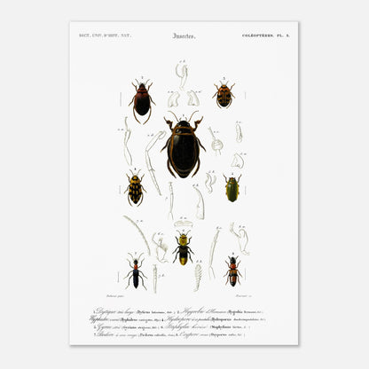 Planche de coléoptères Dytique très large, Charles d'Orbigny (42x59,4 cm (A2)). Planche d'entomologie du Dictionnaire Universel d'Histoire Naturelle de Charles d'Orbigny, représentant plusieurs coléoptères avec des détails anatomiques.