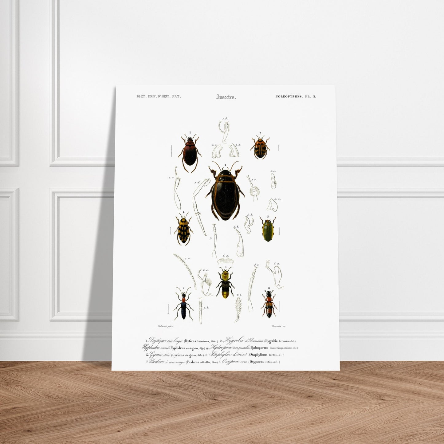 Planche de coléoptères Dytique très large, Charles d'Orbigny. Planche d'entomologie du Dictionnaire Universel d'Histoire Naturelle de Charles d'Orbigny, représentant plusieurs coléoptères avec des détails anatomiques. Image d'illustration 5