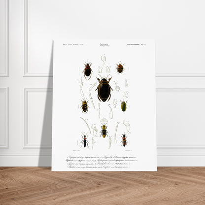 Planche de coléoptères Dytique très large, Charles d'Orbigny. Planche d'entomologie du Dictionnaire Universel d'Histoire Naturelle de Charles d'Orbigny, représentant plusieurs coléoptères avec des détails anatomiques. Image d'illustration 5