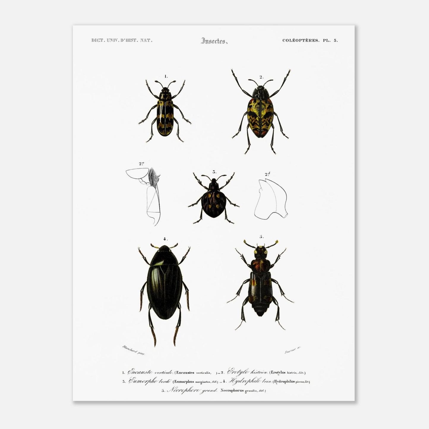 Planche de coléoptères : Encauste vertical et insectes d'Orbigny (30x40 cm). Planche scientifique d'insectes, montrant divers coléoptères avec des détails anatomiques.