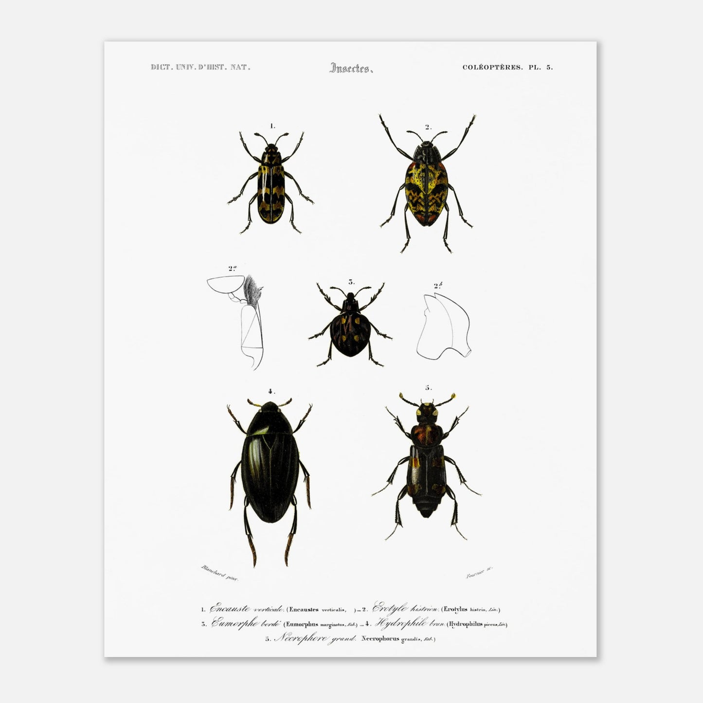 Planche de coléoptères : Encauste vertical et insectes d'Orbigny (40x50 cm). Planche scientifique d'insectes, montrant divers coléoptères avec des détails anatomiques.