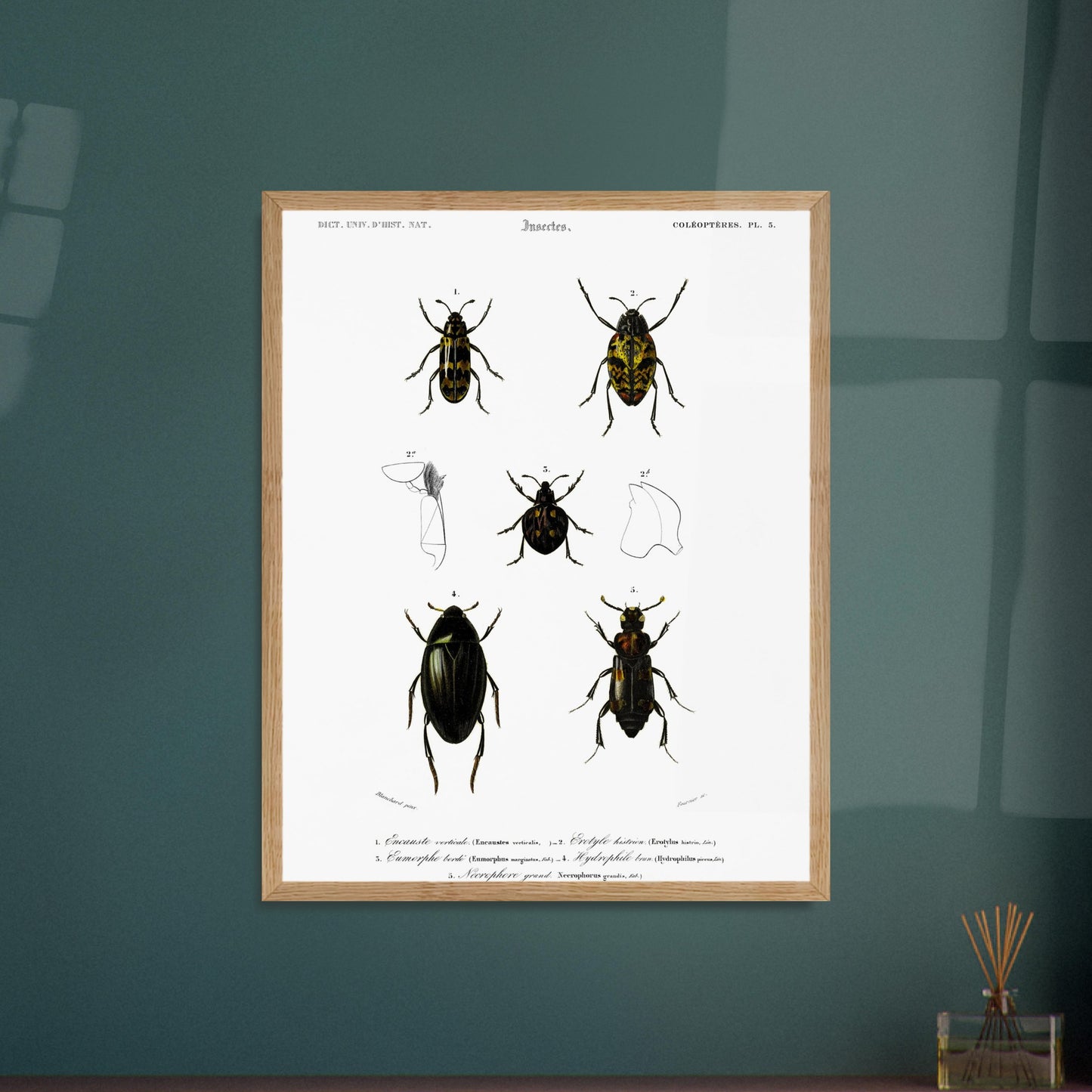 Planche de coléoptères : Encauste vertical et insectes d'Orbigny. Planche scientifique d'insectes, montrant divers coléoptères avec des détails anatomiques. Image d'illustration 5