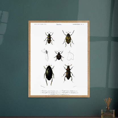 Planche de coléoptères : Encauste vertical et insectes d'Orbigny. Planche scientifique d'insectes, montrant divers coléoptères avec des détails anatomiques. Image d'illustration 5