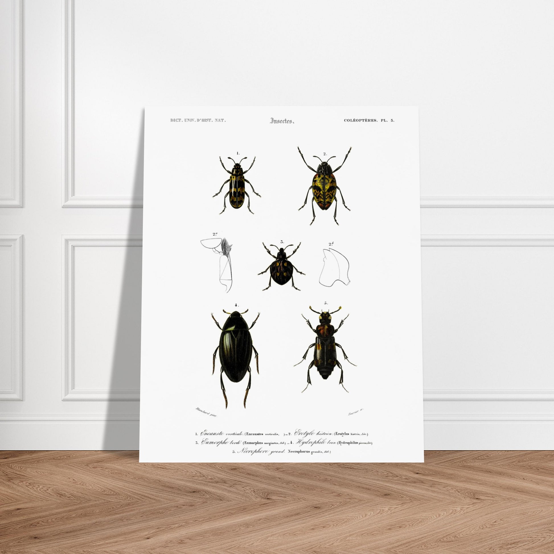 Planche de coléoptères : Encauste vertical et insectes d'Orbigny. Planche scientifique d'insectes, montrant divers coléoptères avec des détails anatomiques. Image d'illustration 6
