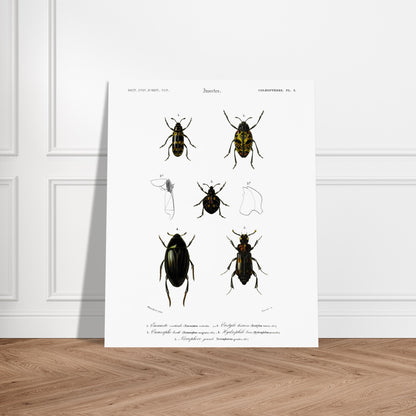 Planche de coléoptères : Encauste vertical et insectes d'Orbigny. Planche scientifique d'insectes, montrant divers coléoptères avec des détails anatomiques. Image d'illustration 6