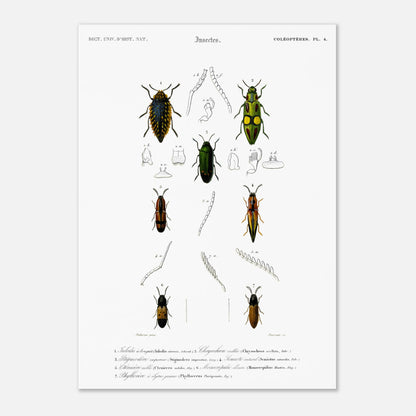 Planche de coléoptères et Iulodis à bouquet - Charles d'Orbigny (29,7x42 cm (A3)). Planche d'illustration d'insectes de la collection d'histoire naturelle, montrant plusieurs coléoptères de différentes tailles et couleurs, dont un grand noir au sommet, deux verts et jaunes au milieu, et deux autres brunâtres et noirs en bas.