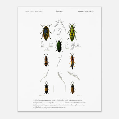 Planche de coléoptères et Iulodis à bouquet - Charles d'Orbigny (40x50 cm). Planche d'illustration d'insectes de la collection d'histoire naturelle, montrant plusieurs coléoptères de différentes tailles et couleurs, dont un grand noir au sommet, deux verts et jaunes au milieu, et deux autres brunâtres et noirs en bas.