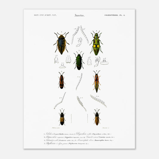 Planche de coléoptères et Iulodis à bouquet - Charles d'Orbigny (40x50 cm). Planche d'illustration d'insectes de la collection d'histoire naturelle, montrant plusieurs coléoptères de différentes tailles et couleurs, dont un grand noir au sommet, deux verts et jaunes au milieu, et deux autres brunâtres et noirs en bas.
