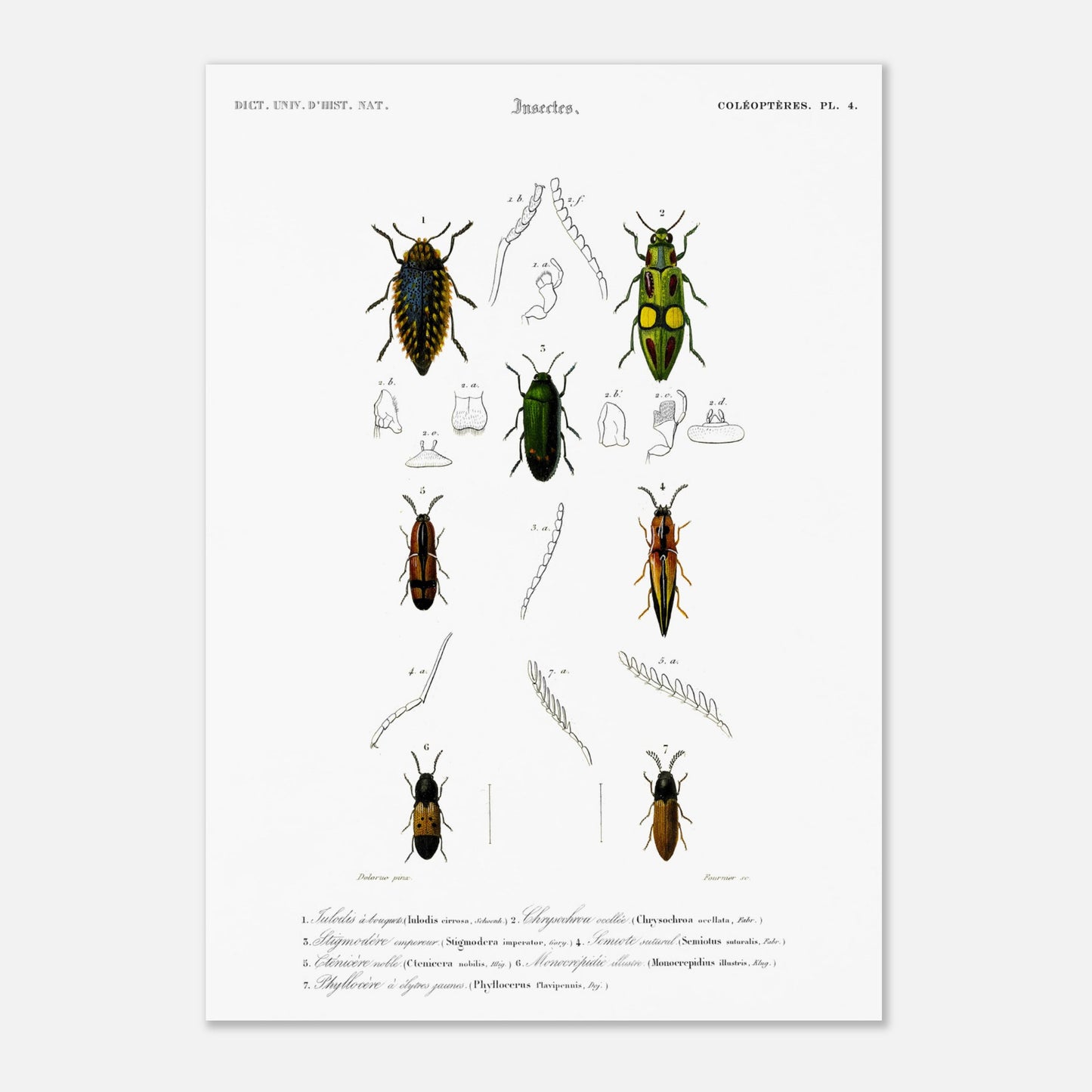 Planche de coléoptères et Iulodis à bouquet - Charles d'Orbigny (42x59,4 cm (A2)). Planche d'illustration d'insectes de la collection d'histoire naturelle, montrant plusieurs coléoptères de différentes tailles et couleurs, dont un grand noir au sommet, deux verts et jaunes au milieu, et deux autres brunâtres et noirs en bas.