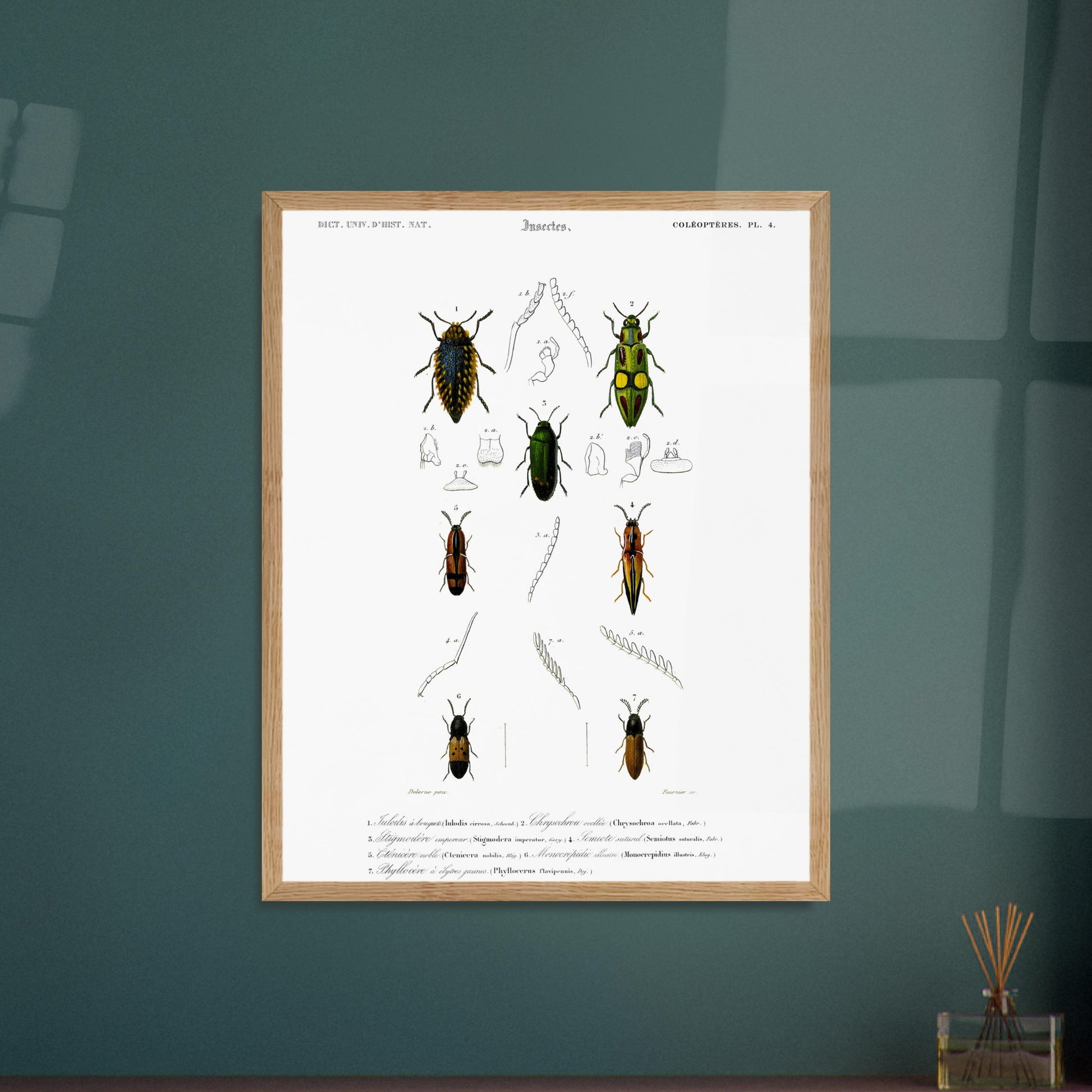 Planche de coléoptères et Iulodis à bouquet - Charles d'Orbigny. Planche d'illustration d'insectes de la collection d'histoire naturelle, montrant plusieurs coléoptères de différentes tailles et couleurs, dont un grand noir au sommet, deux verts et jaunes au milieu, et deux autres brunâtres et noirs en bas. Image d'illustration 5
