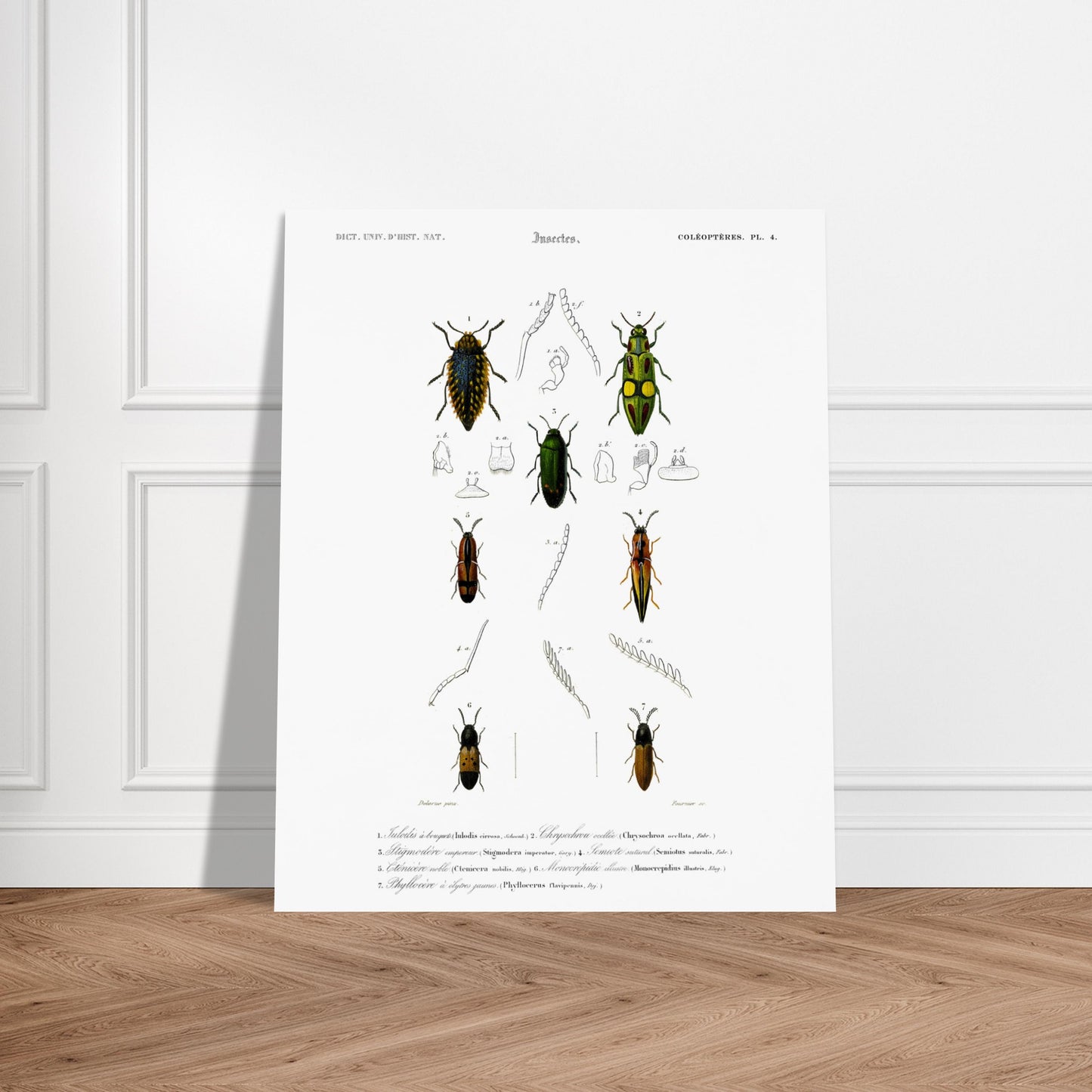 Planche de coléoptères et Iulodis à bouquet - Charles d'Orbigny. Planche d'illustration d'insectes de la collection d'histoire naturelle, montrant plusieurs coléoptères de différentes tailles et couleurs, dont un grand noir au sommet, deux verts et jaunes au milieu, et deux autres brunâtres et noirs en bas. Image d'illustration 6