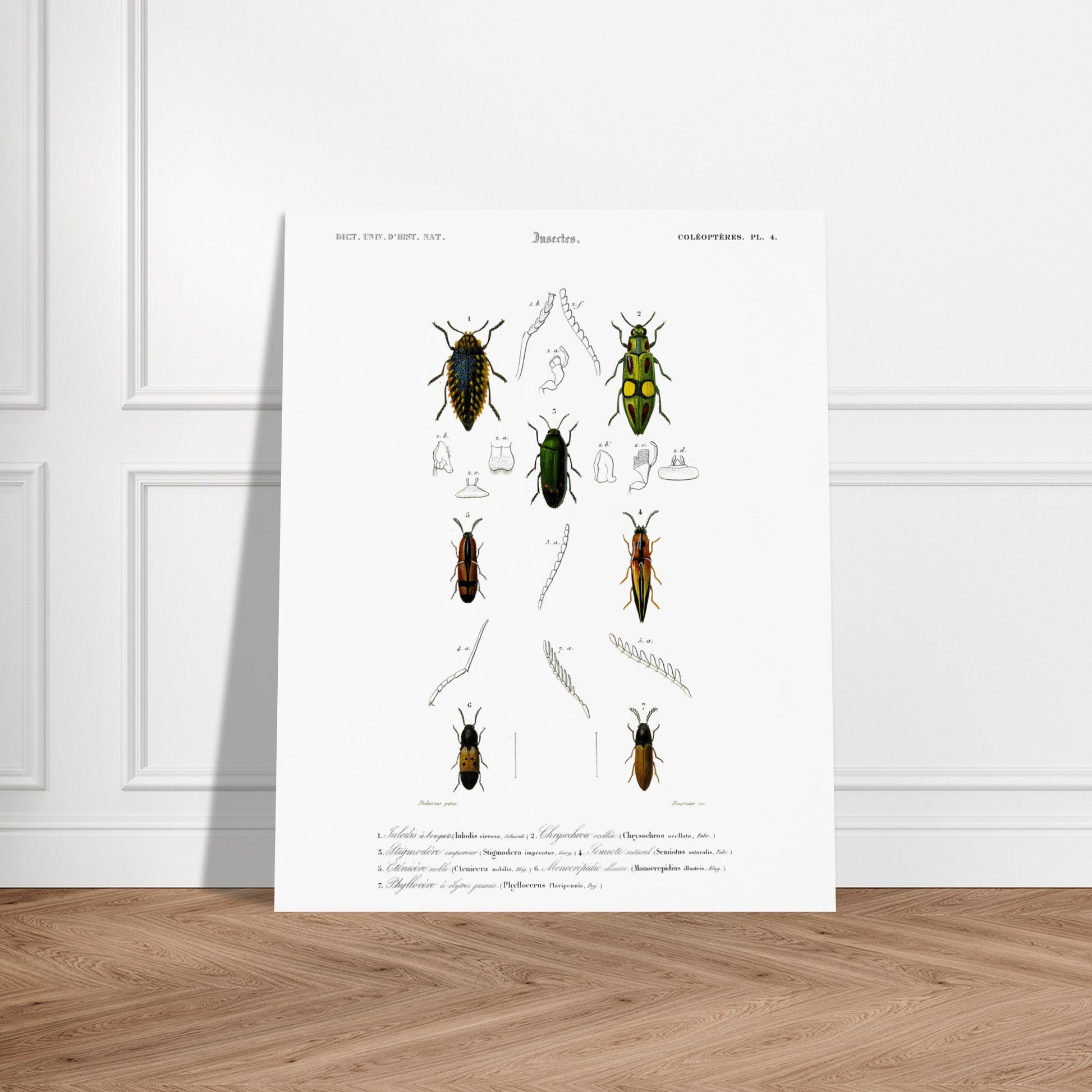 Planche de coléoptères et Iulodis à bouquet - Charles d'Orbigny. Planche d'illustration d'insectes de la collection d'histoire naturelle, montrant plusieurs coléoptères de différentes tailles et couleurs, dont un grand noir au sommet, deux verts et jaunes au milieu, et deux autres brunâtres et noirs en bas. Image d'illustration 6