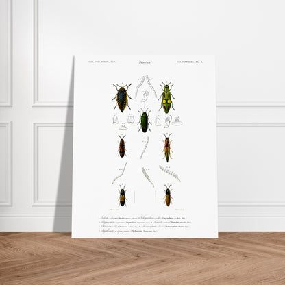 Planche de coléoptères et Iulodis à bouquet - Charles d'Orbigny. Planche d'illustration d'insectes de la collection d'histoire naturelle, montrant plusieurs coléoptères de différentes tailles et couleurs, dont un grand noir au sommet, deux verts et jaunes au milieu, et deux autres brunâtres et noirs en bas. Image d'illustration 6
