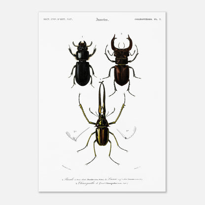 Planche de coléoptères : Passale et Lucane cerf-volant - d'Orbigny (29,7x42 cm (A3)). Illustration scientifique ancienne présentant trois coléoptères nommés 1. Passale à trois dents, 2. Lucane cerf volant et 3. Chiasognathus de Grant.