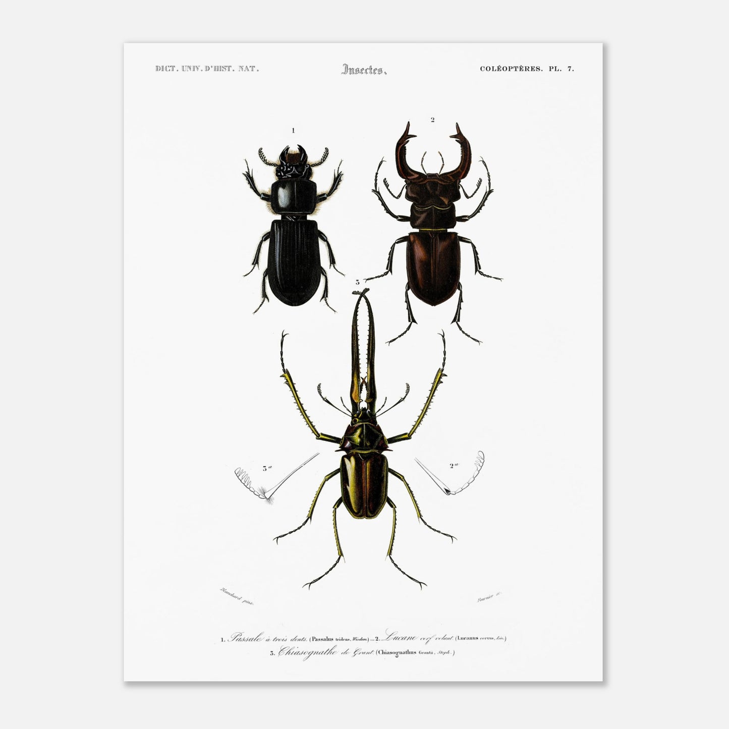 Planche de coléoptères : Passale et Lucane cerf-volant - d'Orbigny (30x40 cm). Illustration scientifique ancienne présentant trois coléoptères nommés 1. Passale à trois dents, 2. Lucane cerf volant et 3. Chiasognathus de Grant.