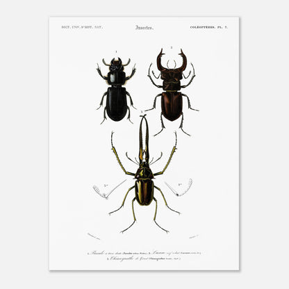 Planche de coléoptères : Passale et Lucane cerf-volant - d'Orbigny (30x40 cm). Illustration scientifique ancienne présentant trois coléoptères nommés 1. Passale à trois dents, 2. Lucane cerf volant et 3. Chiasognathus de Grant.