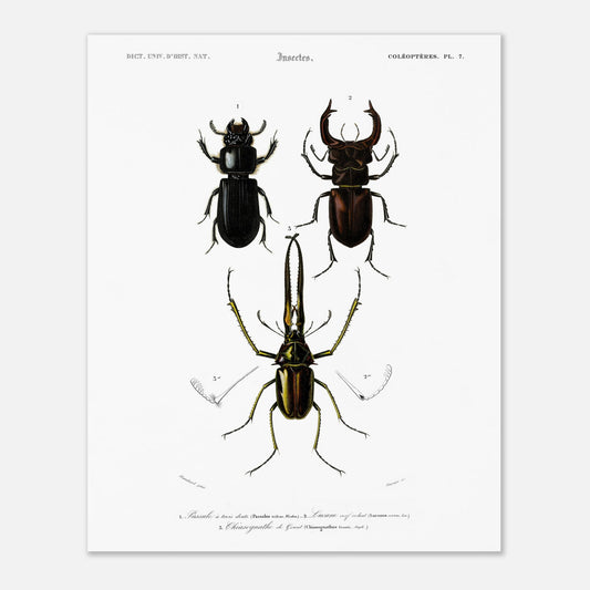 Planche de coléoptères : Passale et Lucane cerf-volant - d'Orbigny (40x50 cm). Illustration scientifique ancienne présentant trois coléoptères nommés 1. Passale à trois dents, 2. Lucane cerf volant et 3. Chiasognathus de Grant.