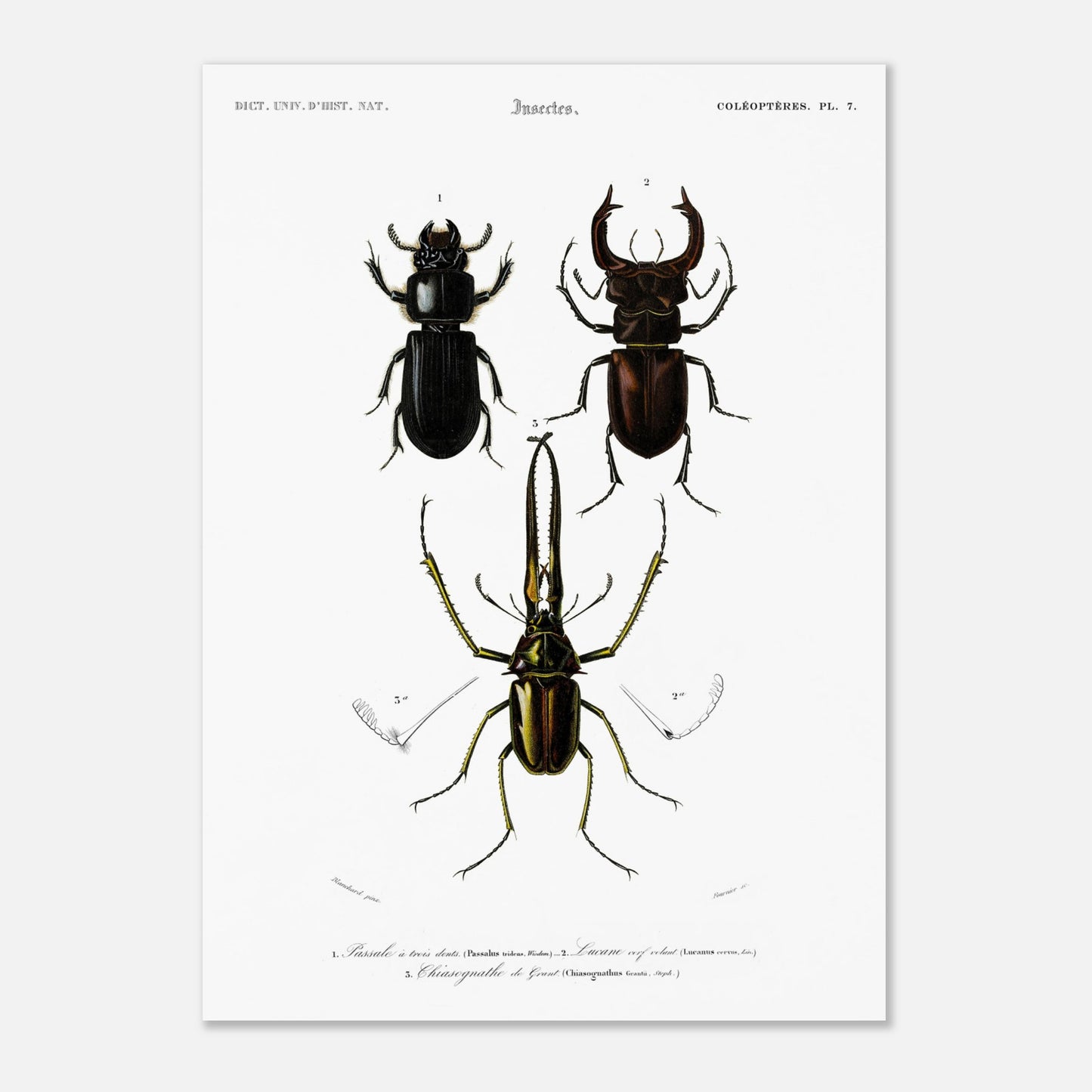 Planche de coléoptères : Passale et Lucane cerf-volant - d'Orbigny (50x70 cm). Illustration scientifique ancienne présentant trois coléoptères nommés 1. Passale à trois dents, 2. Lucane cerf volant et 3. Chiasognathus de Grant.