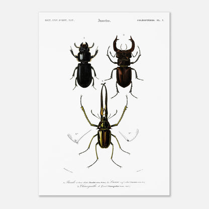 Planche de coléoptères : Passale et Lucane cerf-volant - d'Orbigny (50x70 cm). Illustration scientifique ancienne présentant trois coléoptères nommés 1. Passale à trois dents, 2. Lucane cerf volant et 3. Chiasognathus de Grant.