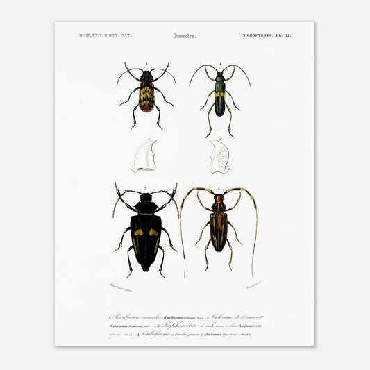 Planche de coléoptères : Pécilosome versicolore par Charles d'Orbigny (40x50 cm). Planche d'entomologie présentant quatre spécimens de coléoptères de types différents, numérotés de 1 à 4, ainsi que des détails anatomiques de pièces buccales.
