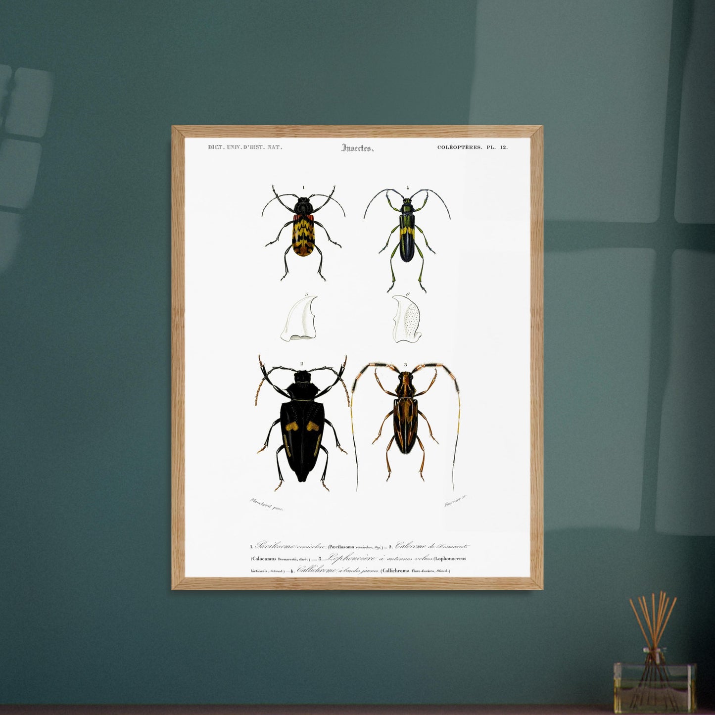 Planche de coléoptères : Pécilosome versicolore par Charles d'Orbigny. Planche d'entomologie présentant quatre spécimens de coléoptères de types différents, numérotés de 1 à 4, ainsi que des détails anatomiques de pièces buccales. Image d'illustration 5