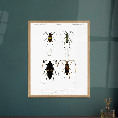 Planche de coléoptères : Pécilosome versicolore par Charles d'Orbigny. Planche d'entomologie présentant quatre spécimens de coléoptères de types différents, numérotés de 1 à 4, ainsi que des détails anatomiques de pièces buccales. Image d'illustration 5