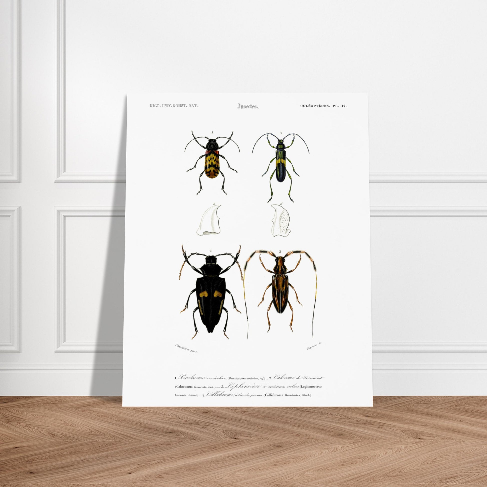 Planche de coléoptères : Pécilosome versicolore par Charles d'Orbigny. Planche d'entomologie présentant quatre spécimens de coléoptères de types différents, numérotés de 1 à 4, ainsi que des détails anatomiques de pièces buccales. Image d'illustration 6