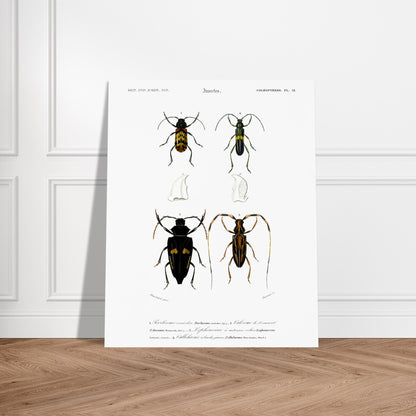 Planche de coléoptères : Pécilosome versicolore par Charles d'Orbigny. Planche d'entomologie présentant quatre spécimens de coléoptères de types différents, numérotés de 1 à 4, ainsi que des détails anatomiques de pièces buccales. Image d'illustration 6
