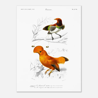 Planche naturaliste du Coq de Roche et Manucode - Charles d'Orbigny (30x40 cm). Planche d'illustration naturaliste du Dictionnaire Universel d'Histoire Naturelle de Charles d'Orbigny, montrant deux oiseaux : un oiseau aux couleurs vives, identifié comme "Le Manucode", et un Coq de Roche.