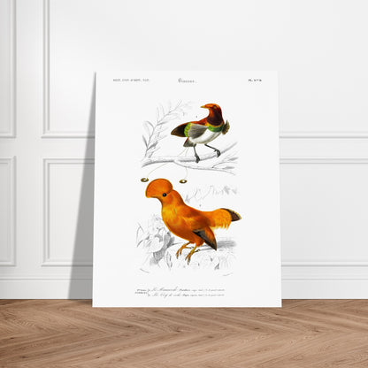 Planche naturaliste du Coq de Roche et Manucode - Charles d'Orbigny. Planche d'illustration naturaliste du Dictionnaire Universel d'Histoire Naturelle de Charles d'Orbigny, montrant deux oiseaux : un oiseau aux couleurs vives, identifié comme "Le Manucode", et un Coq de Roche. Image d'illustration 4