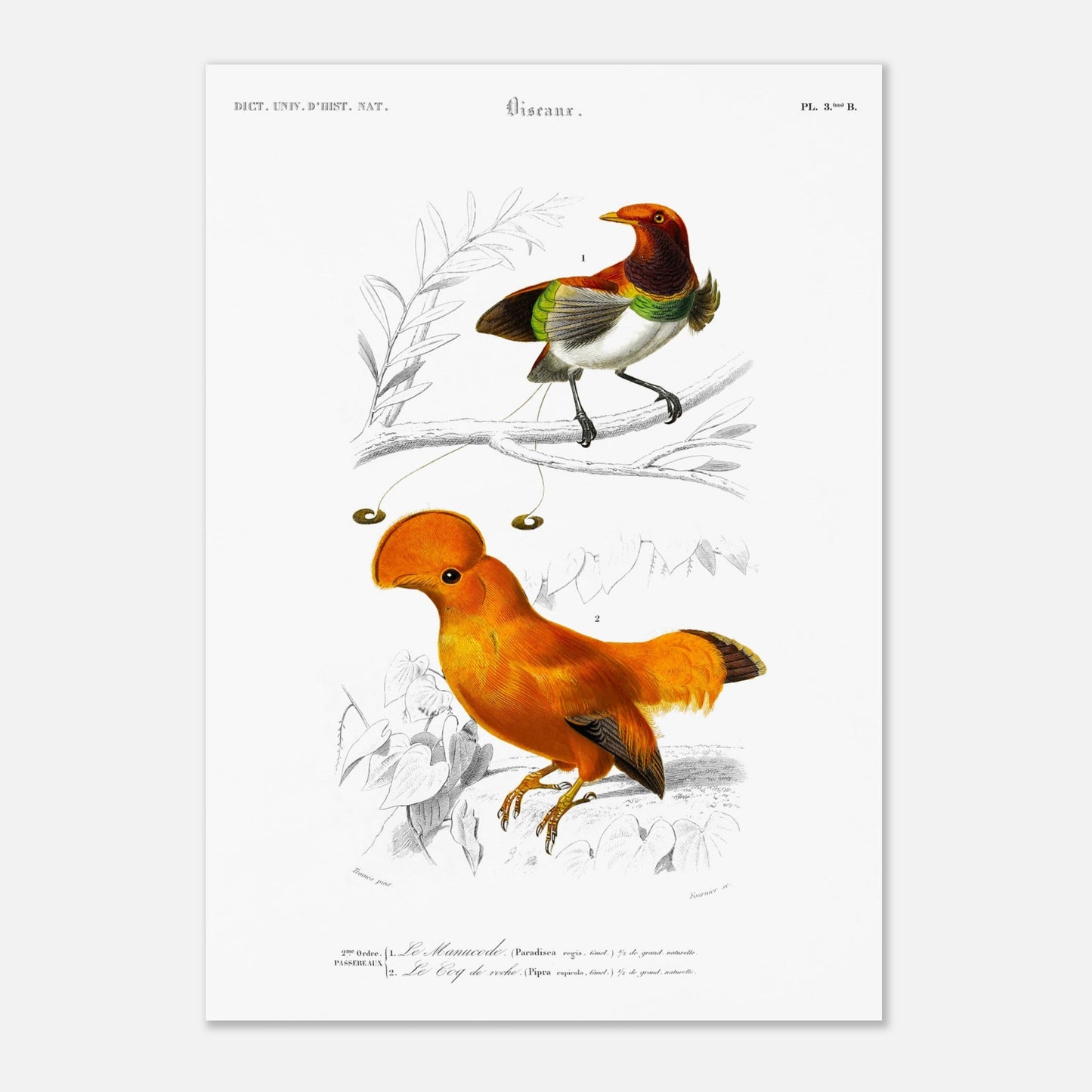 Planche naturaliste du Coq de Roche et Manucode - Charles d'Orbigny (42x59,4 cm (A2)). Planche d'illustration naturaliste du Dictionnaire Universel d'Histoire Naturelle de Charles d'Orbigny, montrant deux oiseaux : un oiseau aux couleurs vives, identifié comme "Le Manucode", et un Coq de Roche.