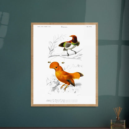 Planche naturaliste du Coq de Roche et Manucode - Charles d'Orbigny. Planche d'illustration naturaliste du Dictionnaire Universel d'Histoire Naturelle de Charles d'Orbigny, montrant deux oiseaux : un oiseau aux couleurs vives, identifié comme "Le Manucode", et un Coq de Roche. Image d'illustration 5
