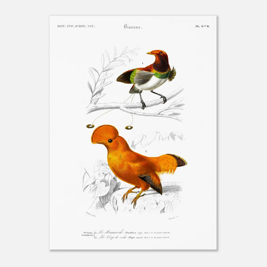 Planche naturaliste du Coq de Roche et Manucode - Charles d'Orbigny (50x70 cm). Planche d'illustration naturaliste du Dictionnaire Universel d'Histoire Naturelle de Charles d'Orbigny, montrant deux oiseaux : un oiseau aux couleurs vives, identifié comme "Le Manucode", et un Coq de Roche.