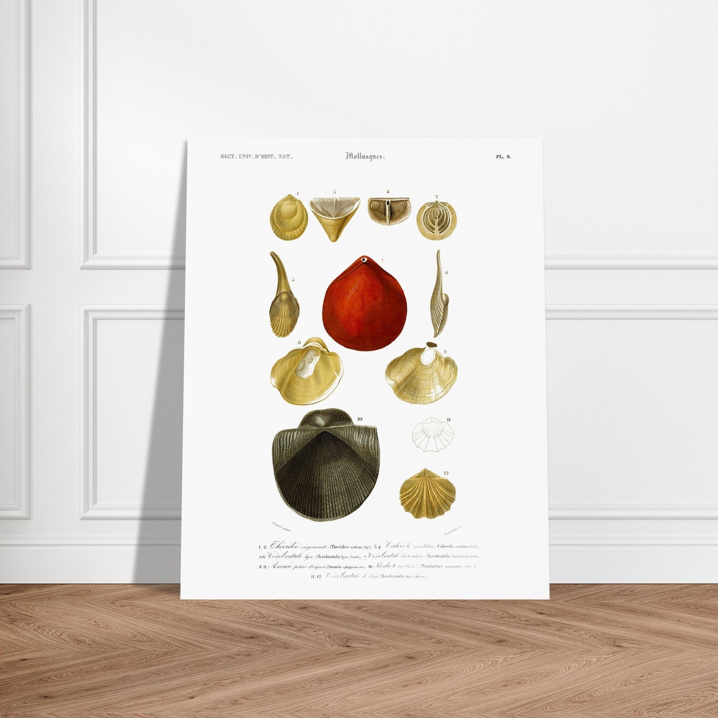 Planche de coquillages ancienne : Anomie pelure d’oignon, Charles d'Orbigny. Planche gravée du XIXe siècle présentant plusieurs coquillages, dont une anomie pelure d’oignon et d'autres bivalves et gastéropodes. Image d'illustration 5