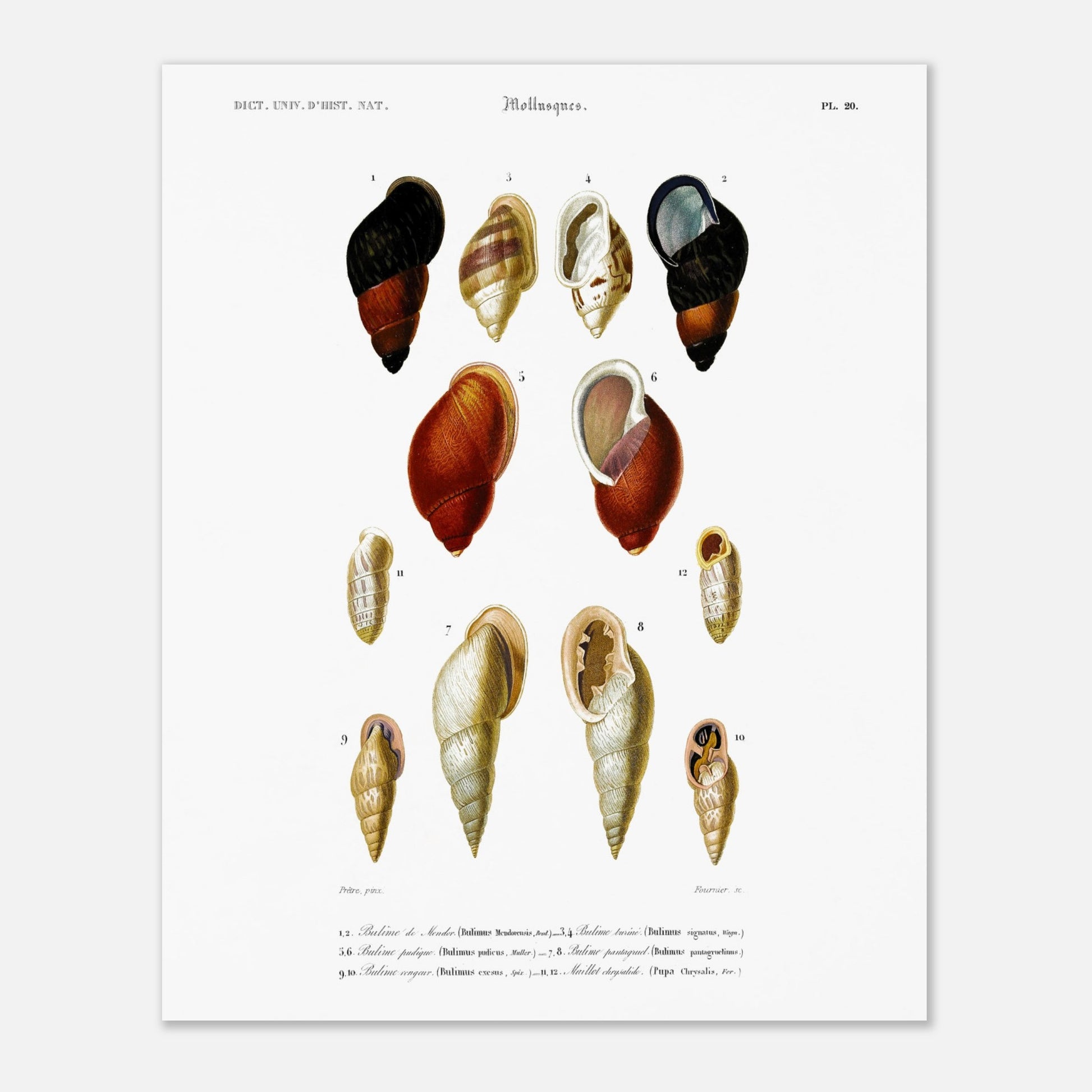Planche de coquillages Bulime de Mendor - Reproduction d'Orbigny (40x50 cm). Planche gravée du XIXe siècle présentant plusieurs coquillages, dont un bulime de Mendor, des bulimes turcins et un bulime pourpre.