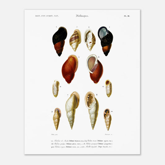 Planche de coquillages Bulime de Mendor - Reproduction d'Orbigny (40x50 cm). Planche gravée du XIXe siècle présentant plusieurs coquillages, dont un bulime de Mendor, des bulimes turcins et un bulime pourpre.
