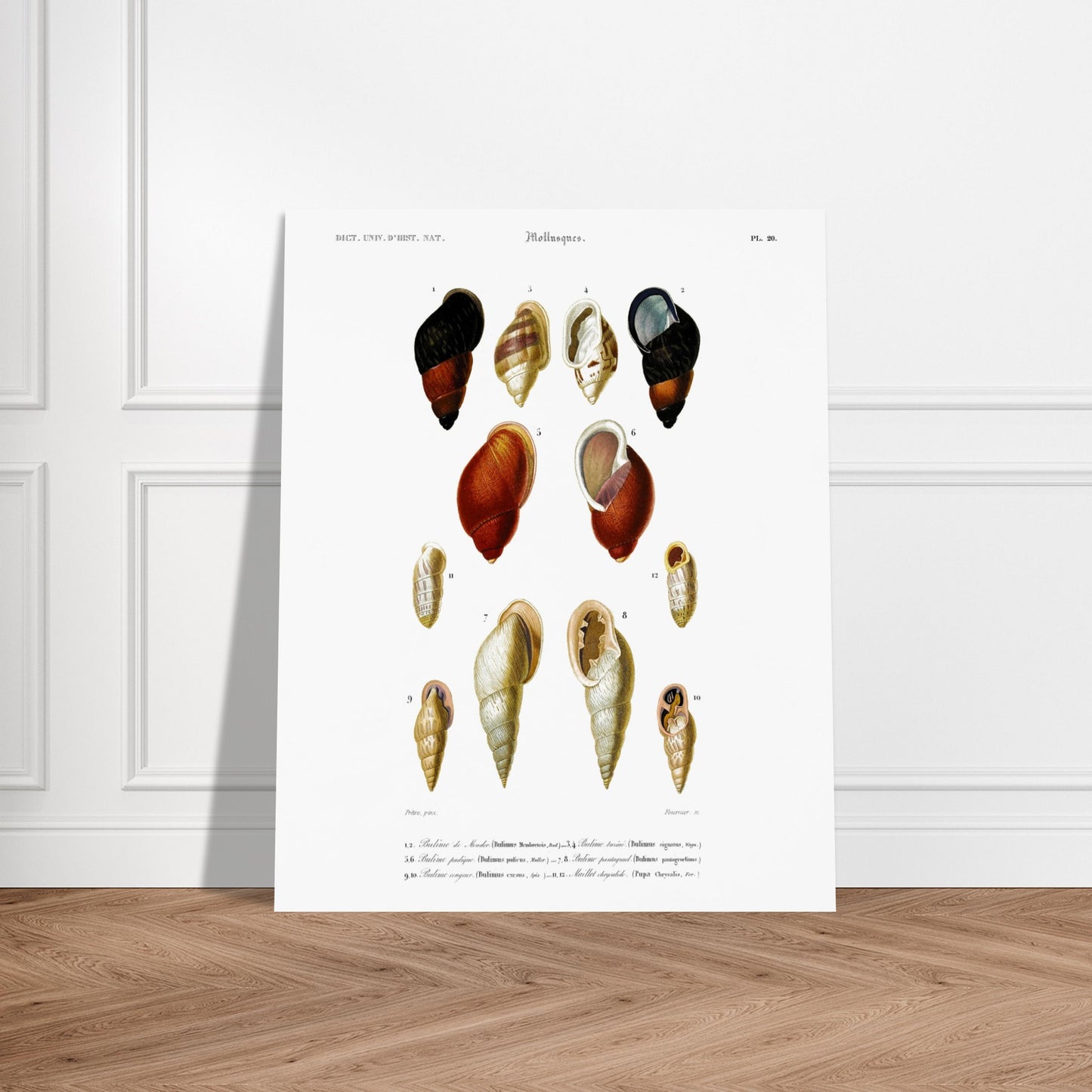 Planche de coquillages Bulime de Mendor - Reproduction d'Orbigny. Planche gravée du XIXe siècle présentant plusieurs coquillages, dont un bulime de Mendor, des bulimes turcins et un bulime pourpre. Image d'illustration 5