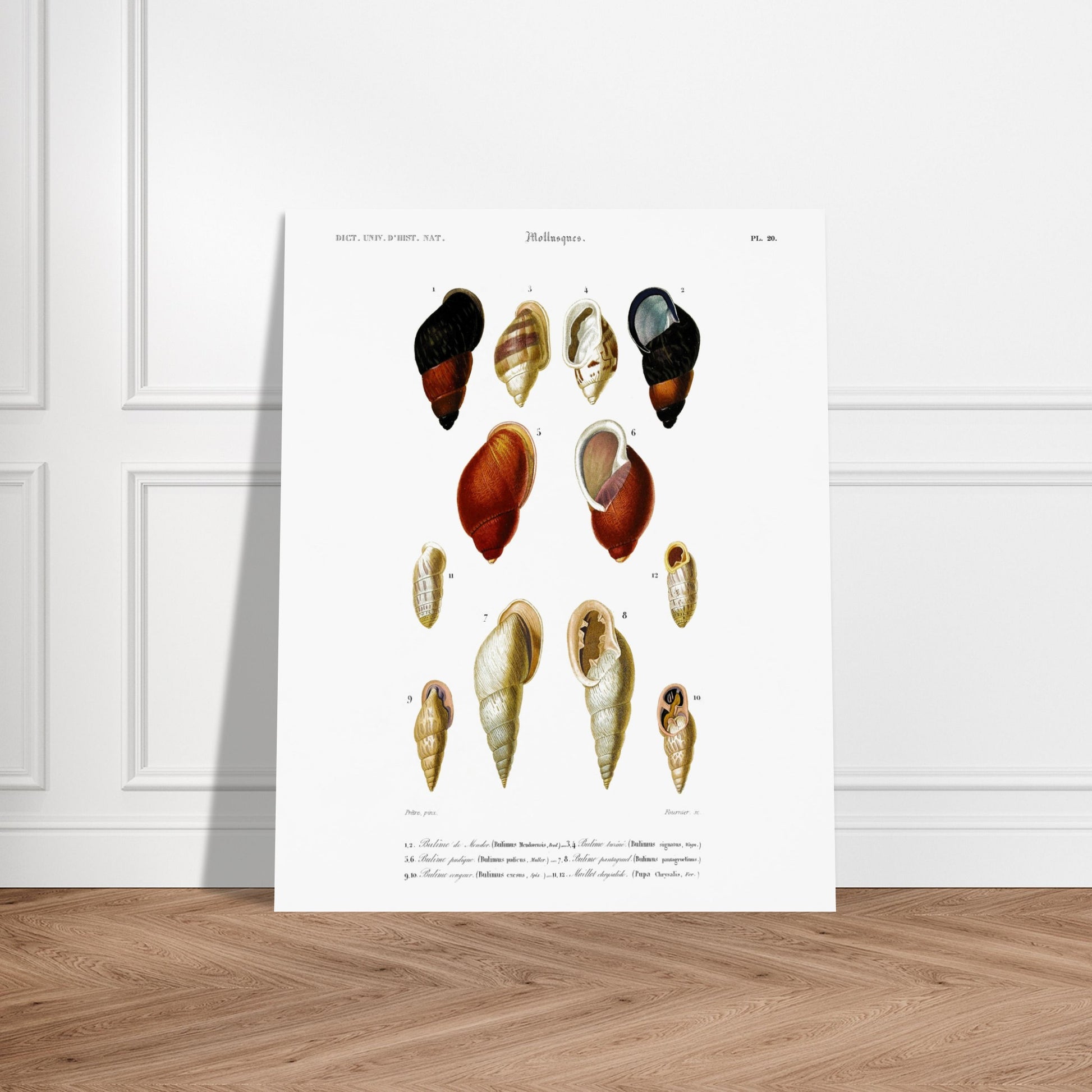 Planche de coquillages Bulime de Mendor - Reproduction d'Orbigny. Planche gravée du XIXe siècle présentant plusieurs coquillages, dont un bulime de Mendor, des bulimes turcins et un bulime pourpre. Image d'illustration 5