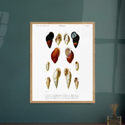 Planche de coquillages Bulime de Mendor - Reproduction d'Orbigny. Planche gravée du XIXe siècle présentant plusieurs coquillages, dont un bulime de Mendor, des bulimes turcins et un bulime pourpre. Image d'illustration 6
